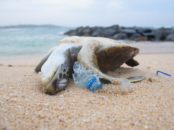 Tote Meeresschildkröte an einem plastiküberfluteten Strand 